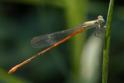 Telebasis isthmica (Green-eyed Firetail) male-4.jpg